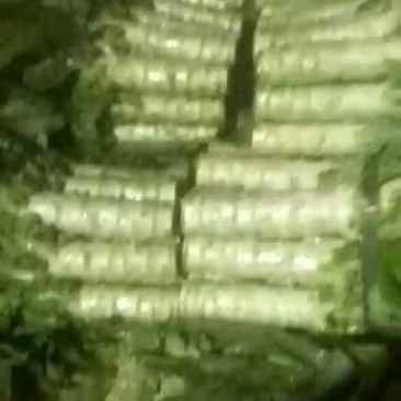 尖叶莴笋大量上市青皮莴笋