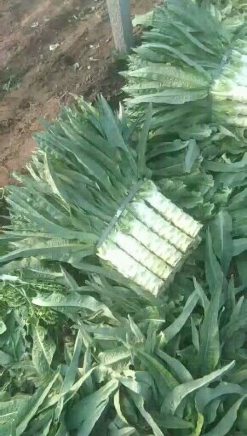 尖叶莴笋大量上市青皮莴笋