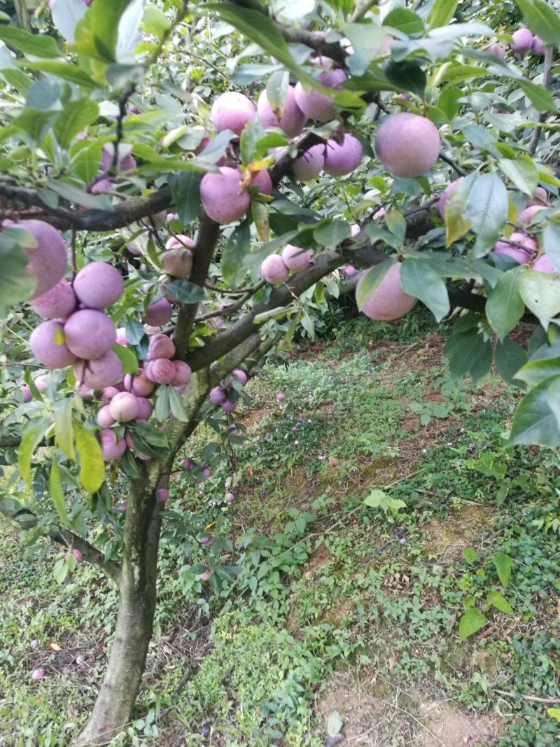 芙蓉李