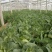 甘蓝