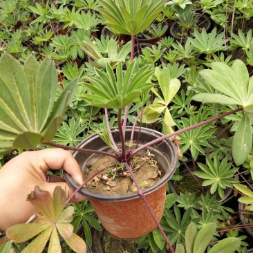 羽扇豆