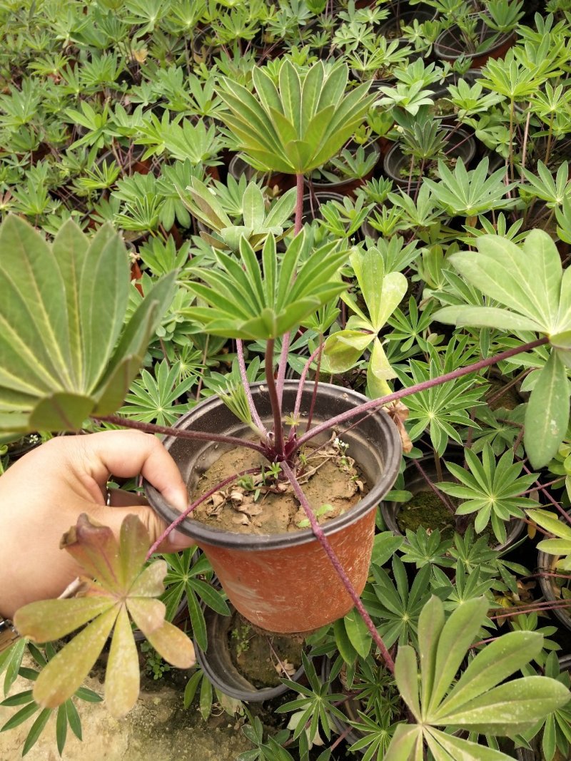 羽扇豆