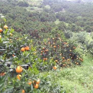各位客商你们好，现在夏橙大量上市，颜色鲜红，果皮细滑，