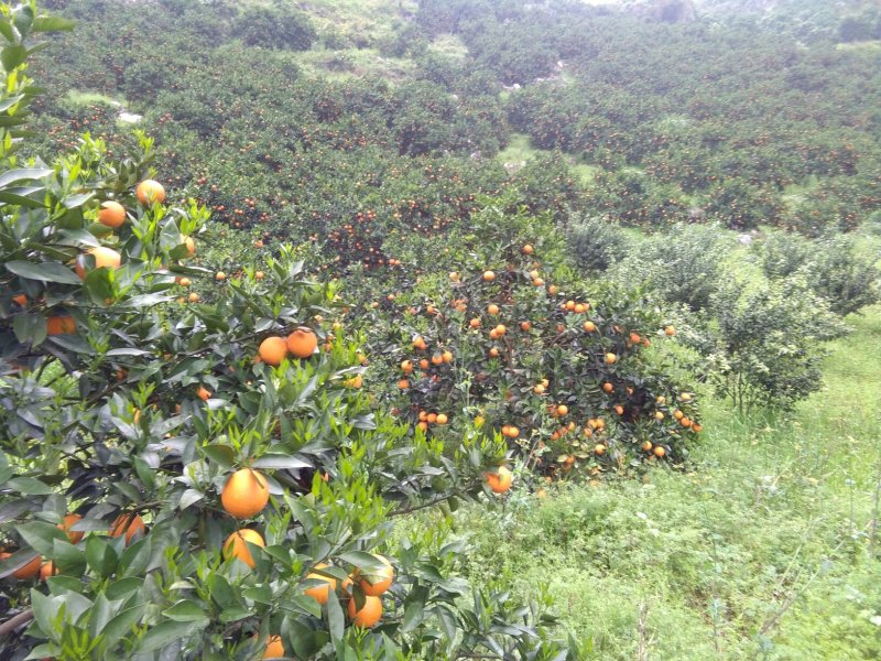 各位客商你们好，现在夏橙大量上市，颜色鲜红，果皮细滑，