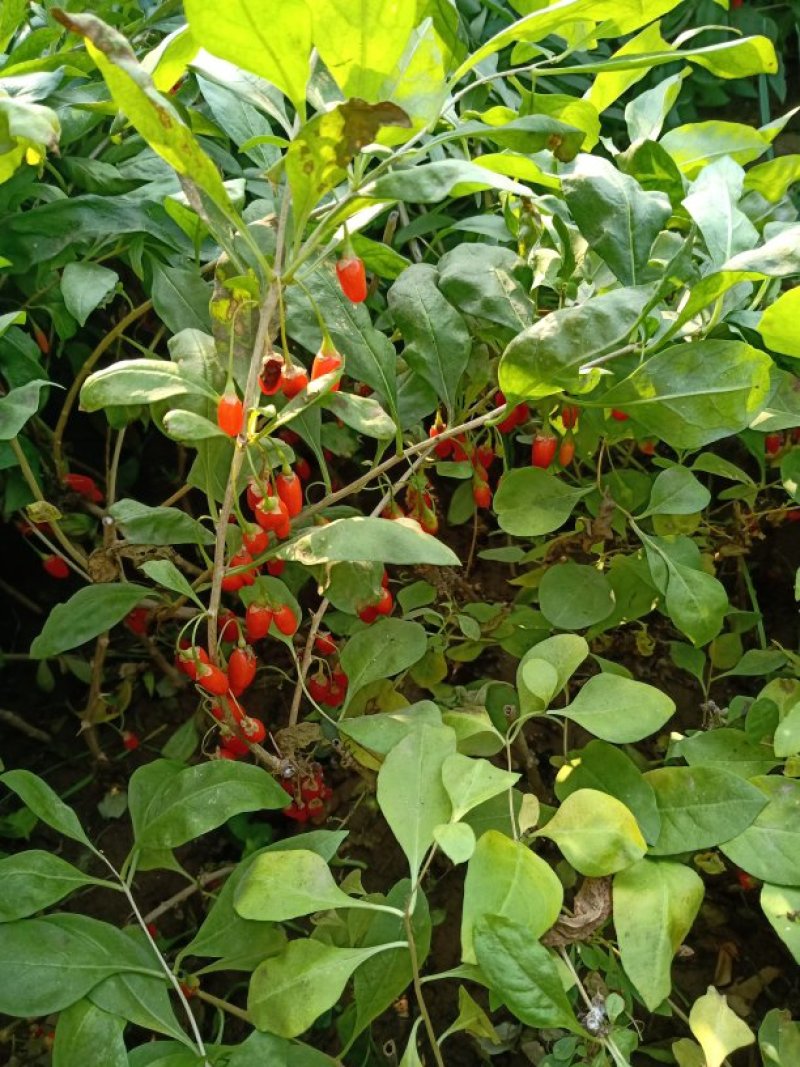 枸杞苗