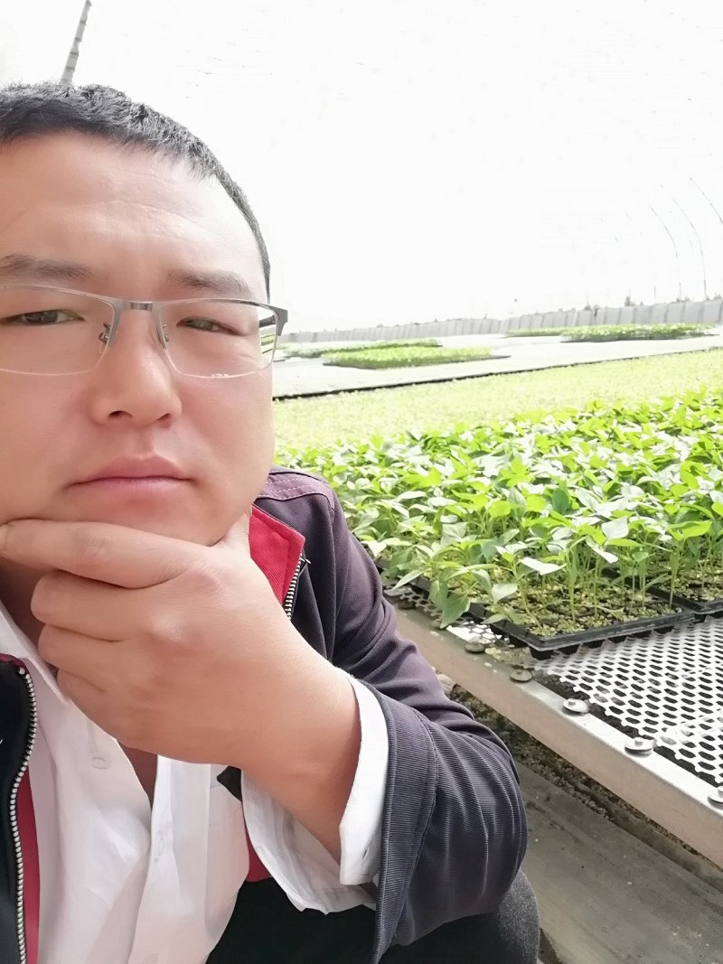 尖椒苗。山东省青州人付增久欢迎你