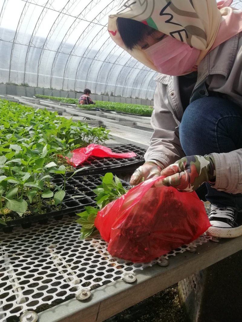 尖椒苗。山东省青州人付增久欢迎你