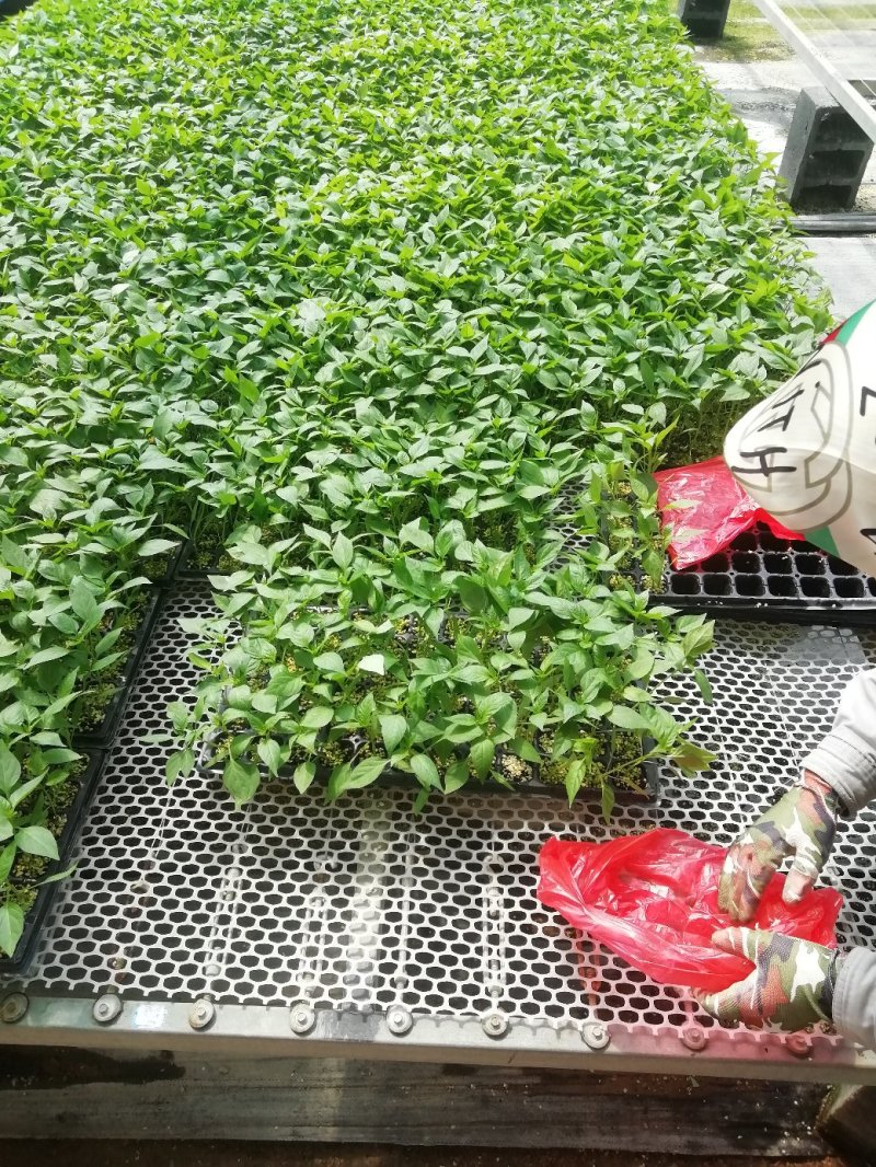 尖椒苗。山东省青州人付增久欢迎你