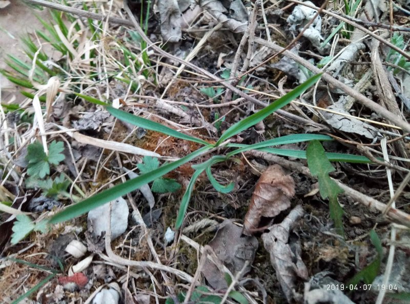 野生柴胡高海拔高含量无添加野生黑柴胡红柴胡