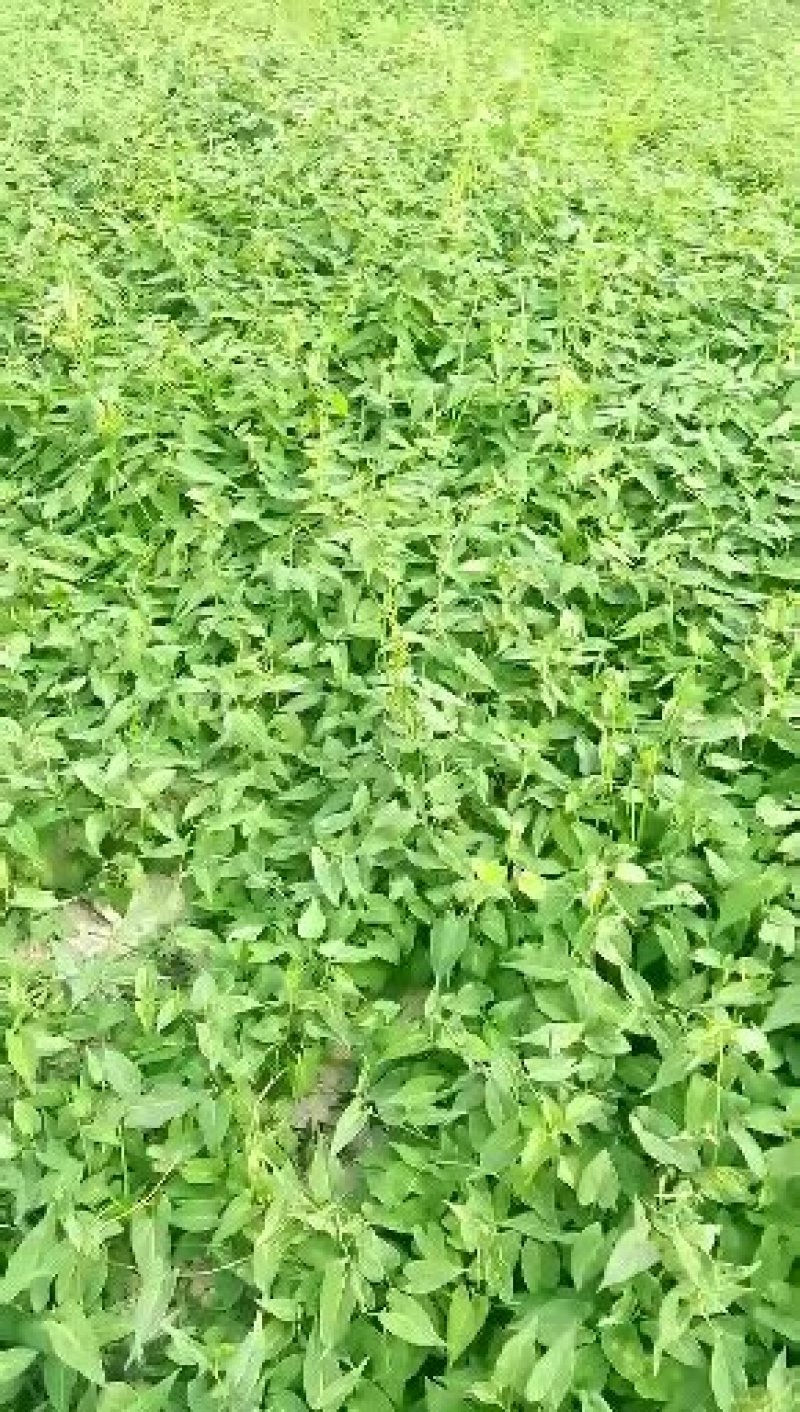 何首乌苗贵州产地直供批发保质保量按要求完成各种规格苗