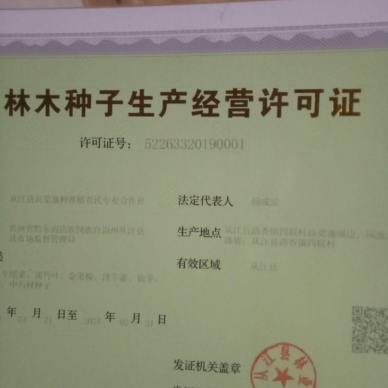 何首乌苗贵州产地直供批发保质保量按要求完成各种规格苗
