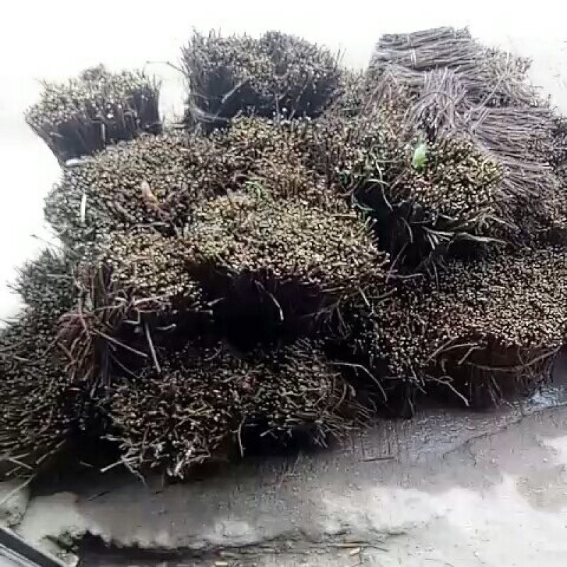 何首乌苗贵州产地直供批发保质保量按要求完成各种规格苗