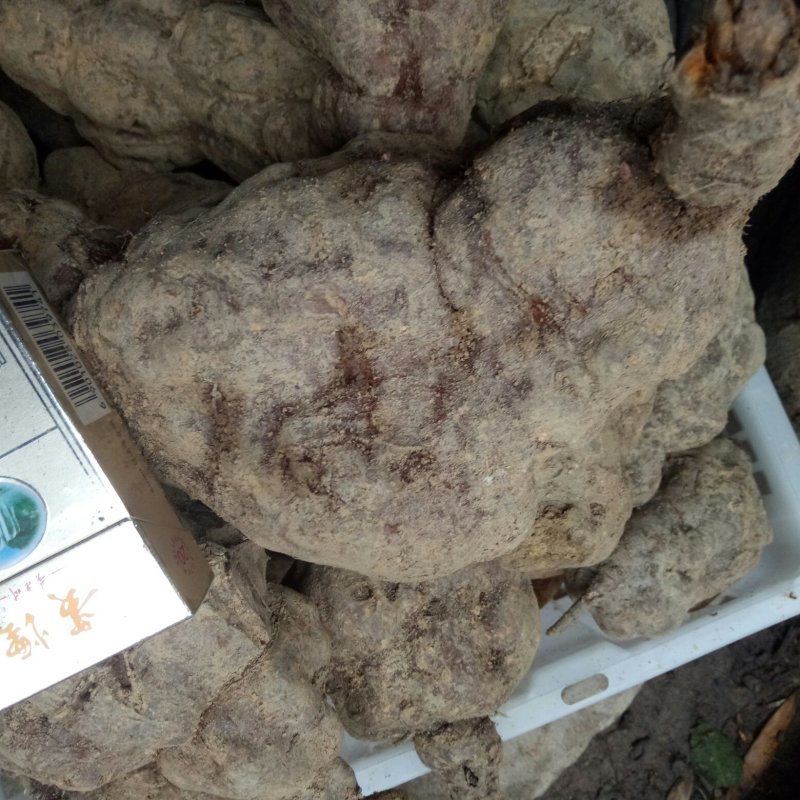 何首乌苗贵州产地直供批发保质保量按要求完成各种规格苗