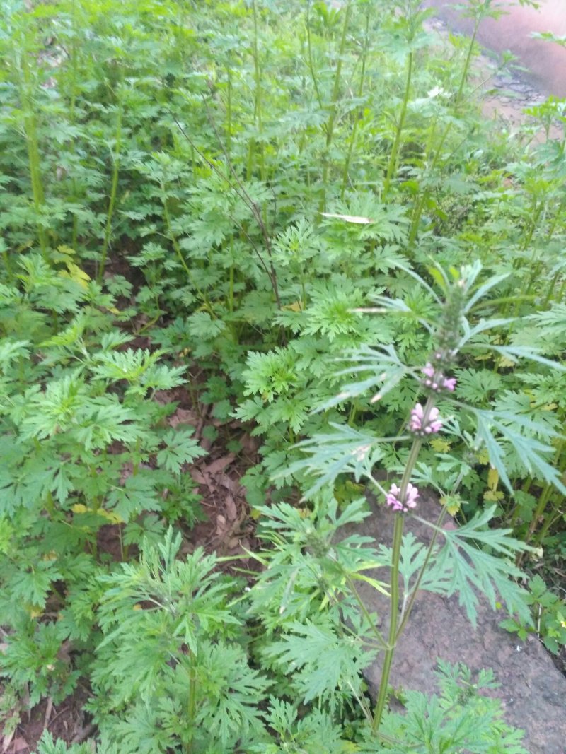 益母草
