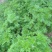 益母草