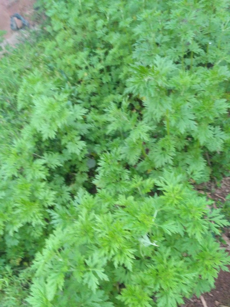 益母草