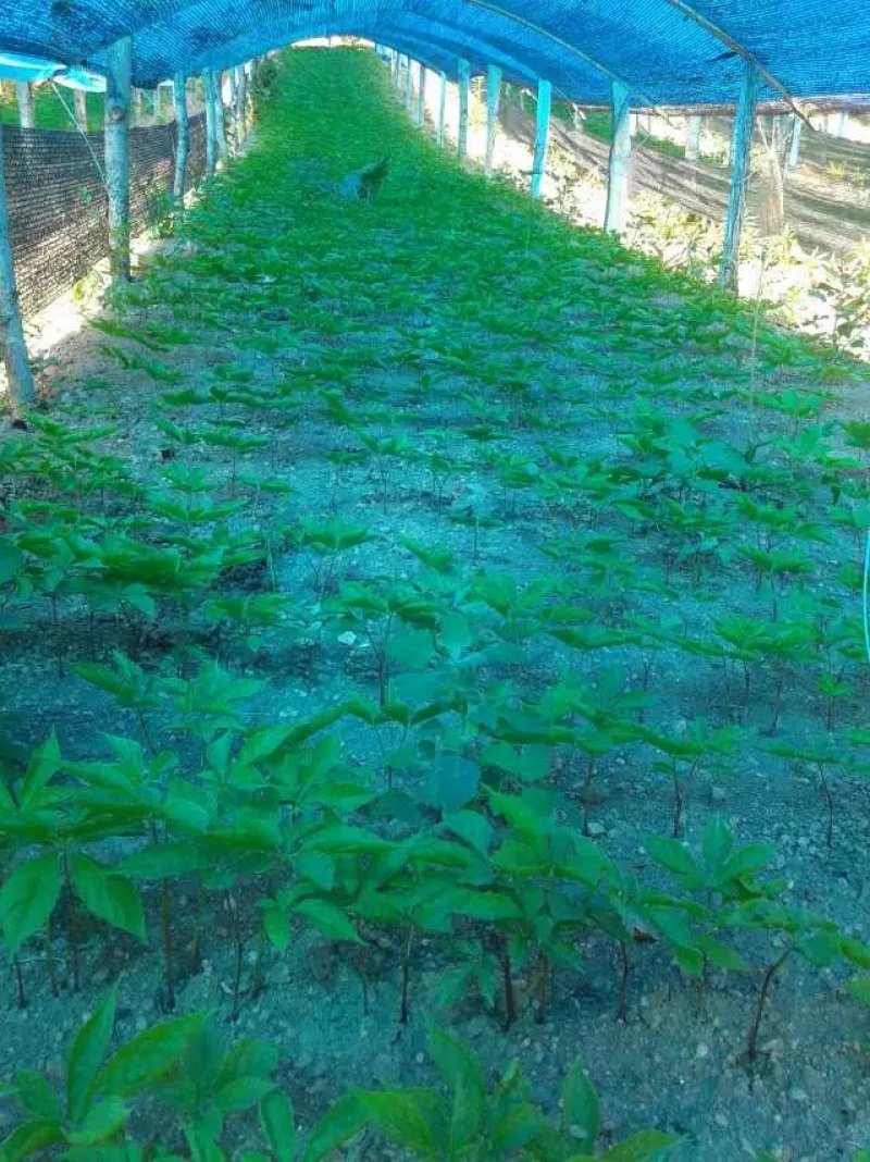 人参种子吉林长白山参农直供开口可种植送资料