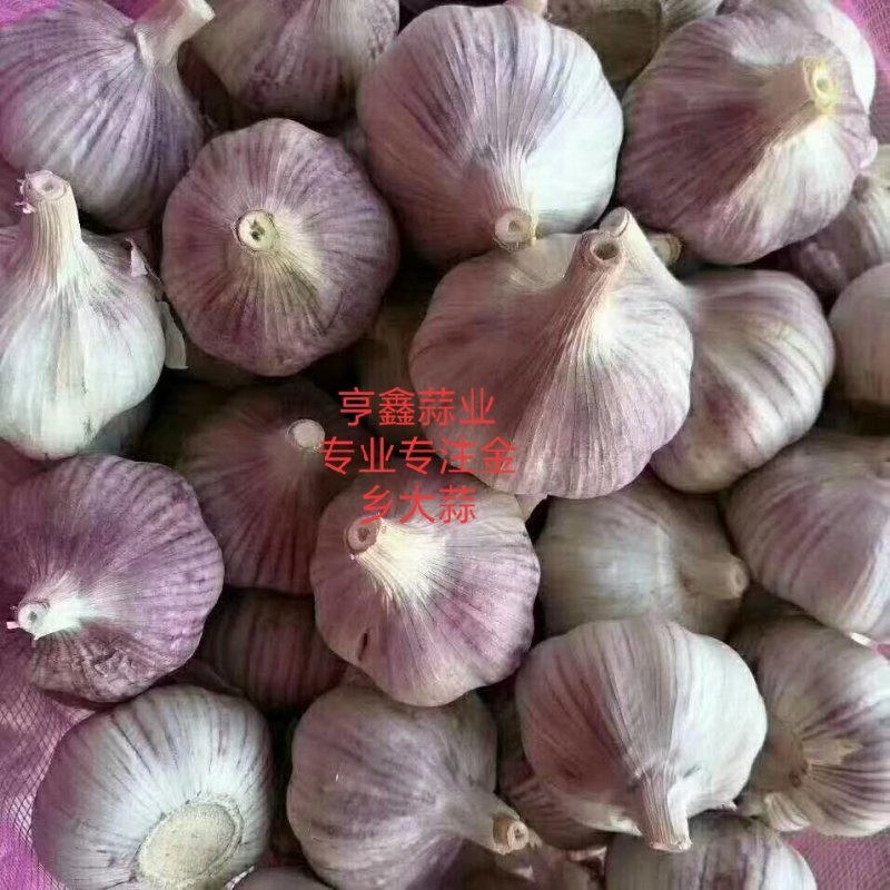 山东金乡大蒜！红皮大蒜，超市，电商，市场批发！储存，冷库