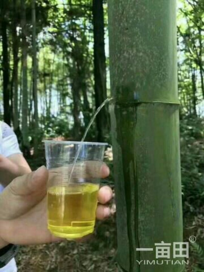 竹筒酒