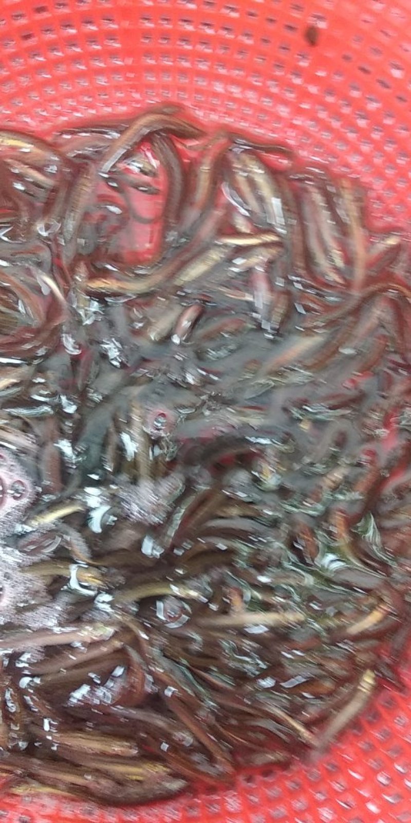 泥鳅苗台湾泥鳅淡水养殖池塘养殖