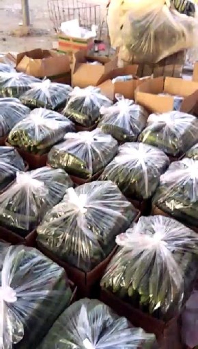 万亩精品黄瓜基地，超市，市场，食堂产地直发现摘现发