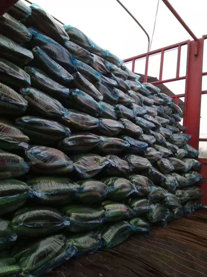 万亩精品黄瓜基地，超市，市场，食堂产地直发现摘现发