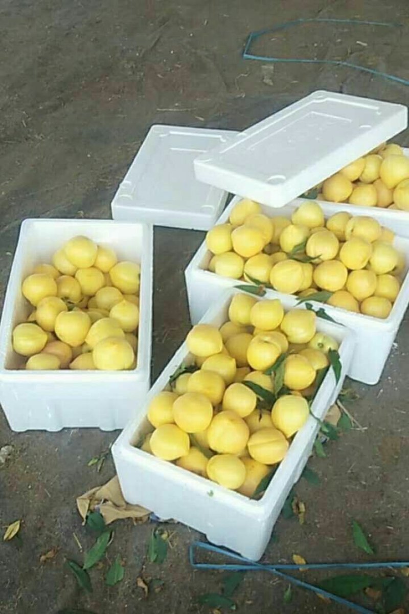 纸袋黄金桃产地大量上市，货源充足口感好价格合理