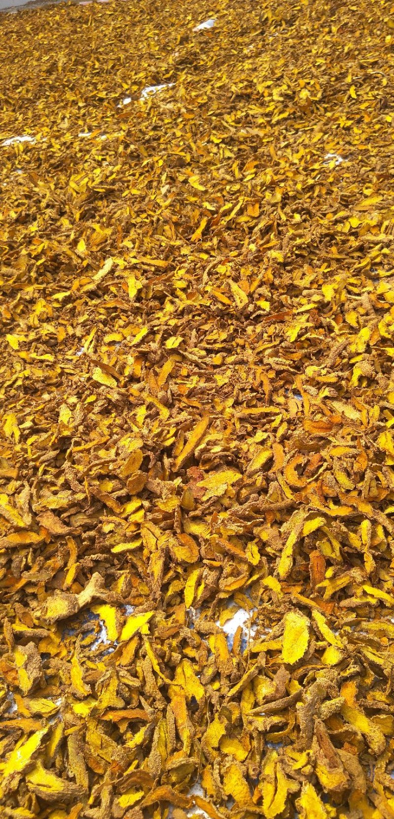 供应，菊花苗，各种规格。知母苗，白芍，板蓝根种子