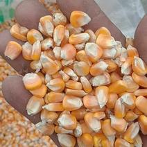 贵州威宁黄玉米全国各地汽运车皮都可以发，