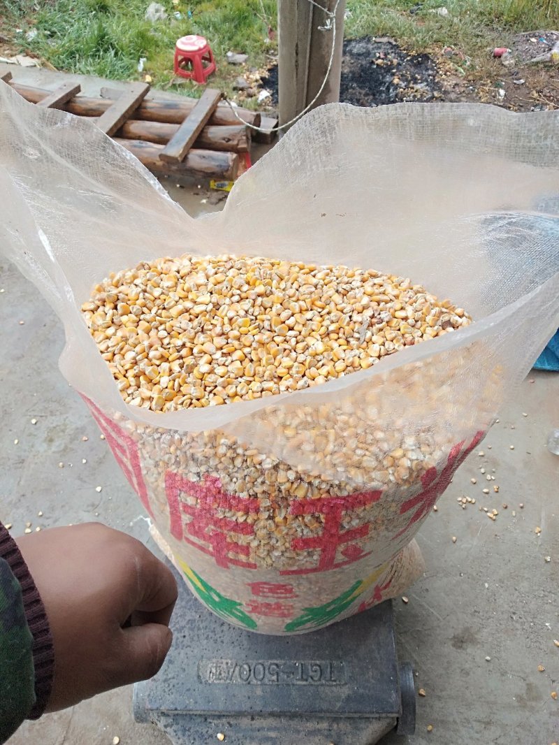 贵州威宁黄玉米全国各地汽运车皮都可以发，