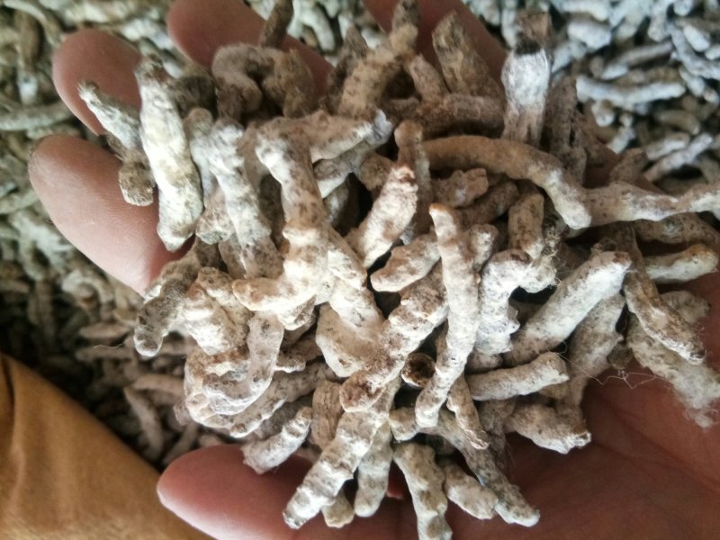 正品僵蚕白僵蚕七子白无硫炒僵蚕一公斤起