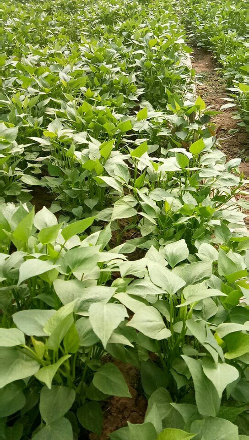 江豪种植专业合作社大量红薯苗上市厂家批发价