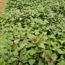 江豪种植专业合作社大量红薯苗上市厂家批发价