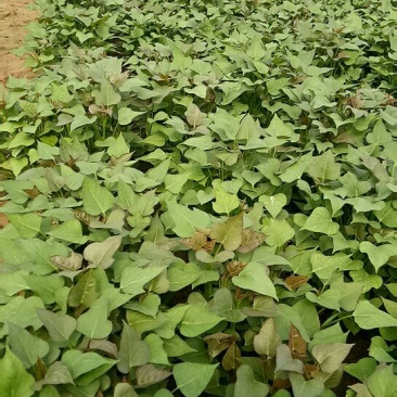 江豪种植专业合作社大量红薯苗上市厂家批发价