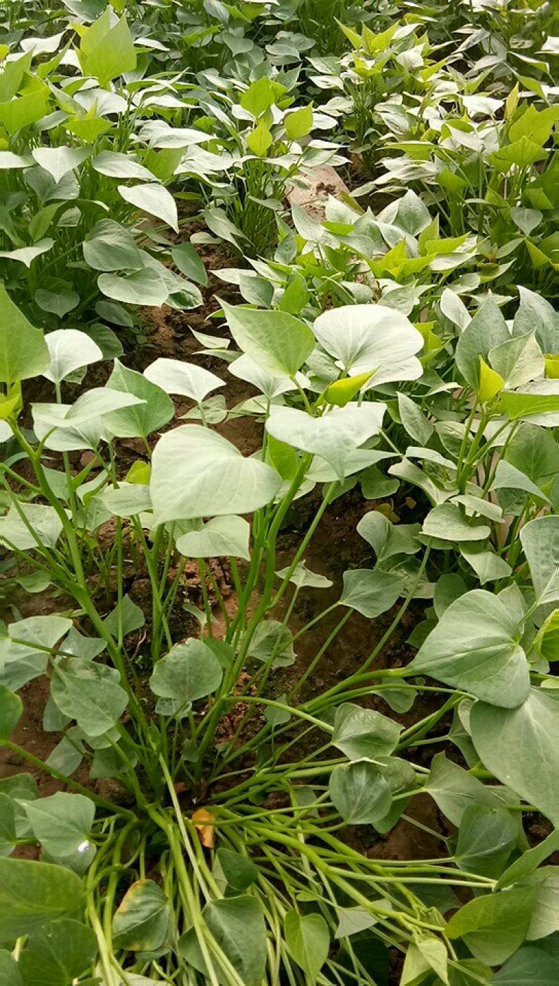 江豪种植专业合作社大量红薯苗上市厂家批发价