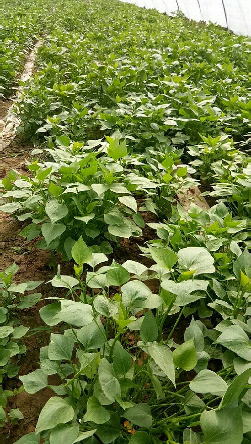 江豪种植专业合作社大量红薯苗上市厂家批发价