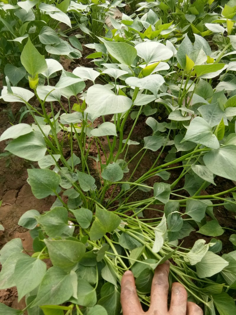 江豪种植专业合作社大量红薯苗上市厂家批发价