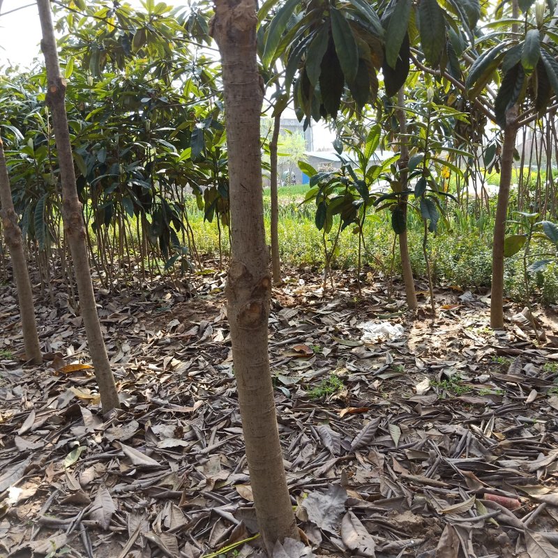 枇杷树苗嫁接苗正宗大五星枇杷苗果树苗南方北方种植当年