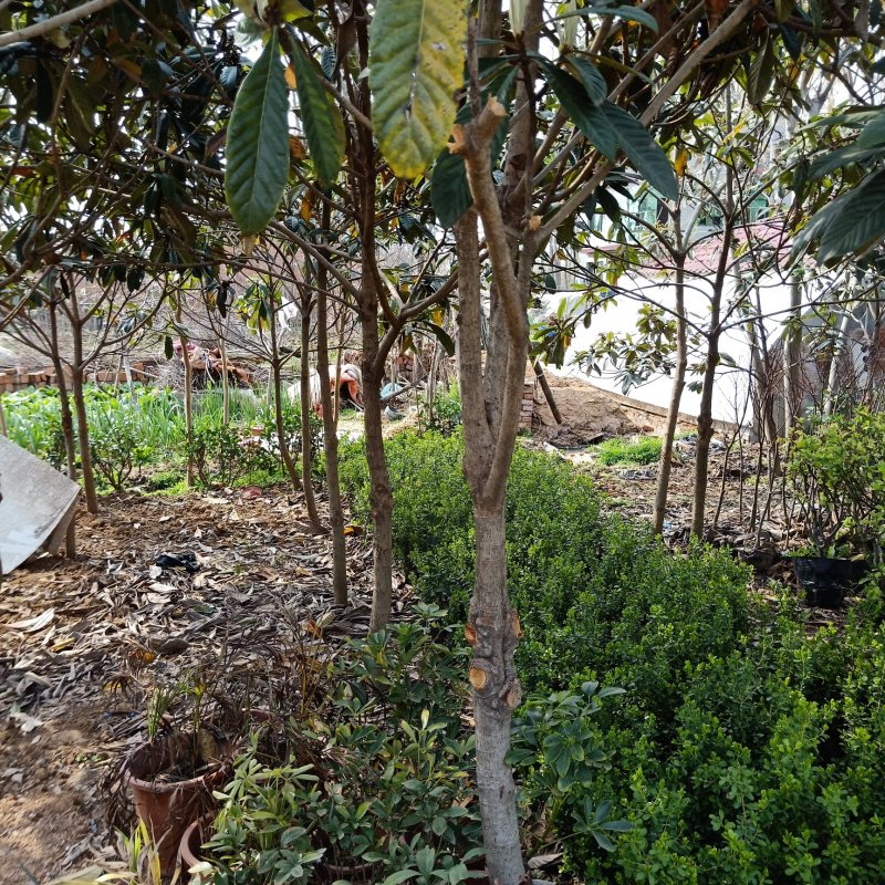 枇杷树苗嫁接苗正宗大五星枇杷苗果树苗南方北方种植当年
