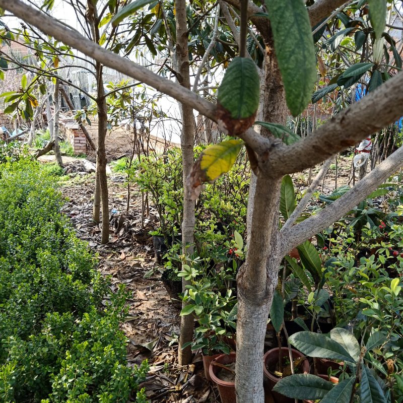 枇杷树苗嫁接苗正宗大五星枇杷苗果树苗南方北方种植当年