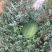 西瓜黑巨人苏密9成熟1茬