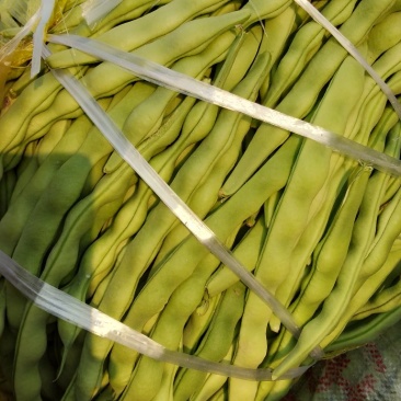 肉豆