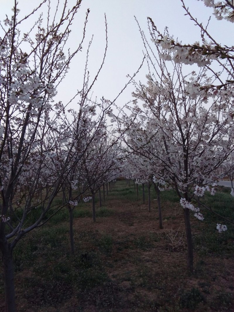 樱花