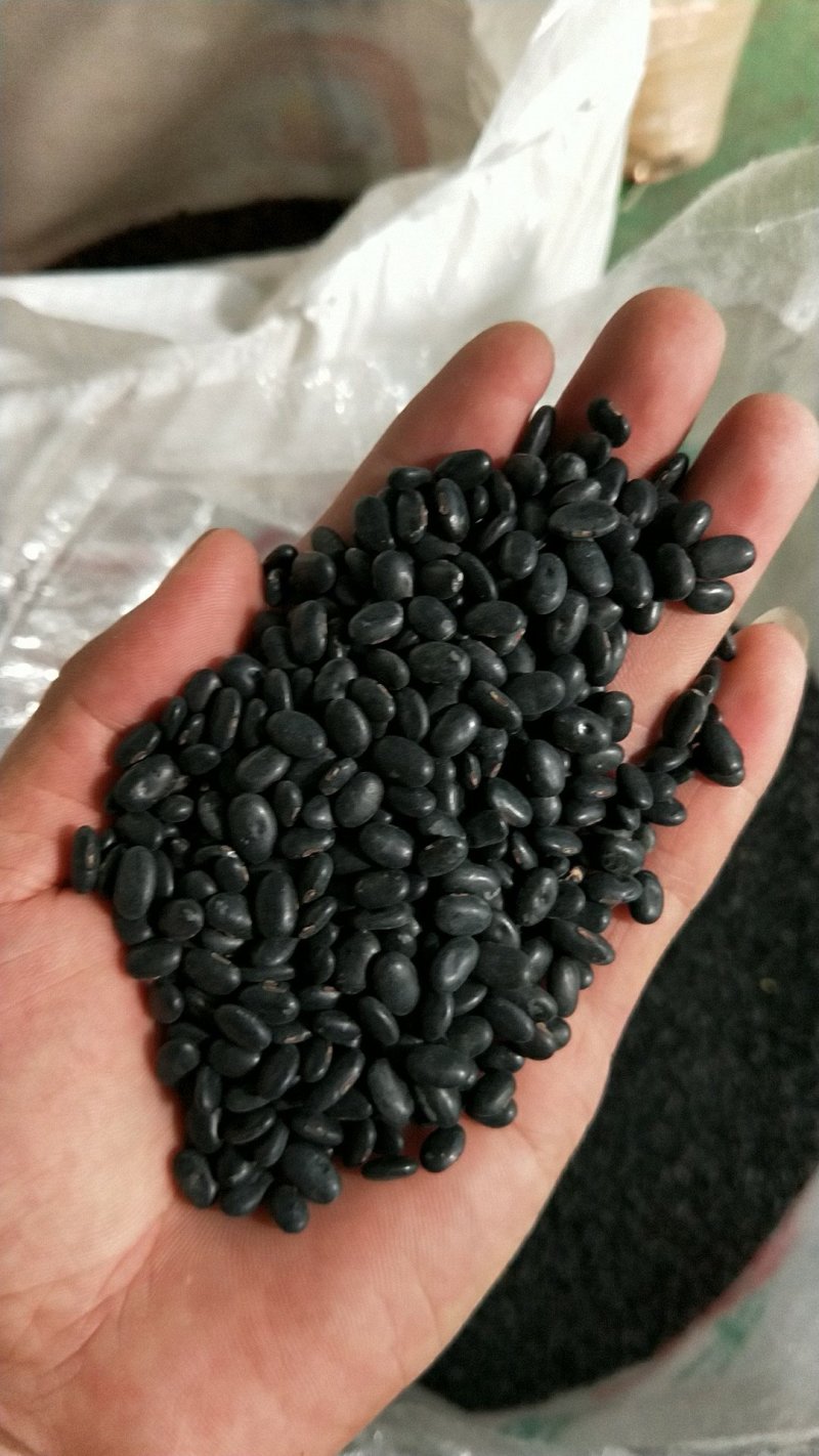 黑豆，发芽专用，芽率高，大量供应，批发。