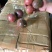 百香果统货