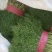 精品茴香苗批发货量巨大日供5万斤