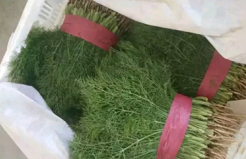 精品茴香苗批发货量巨大日供5万斤