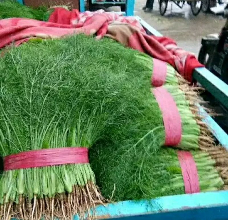 精品茴香苗批发货量巨大日供5万斤