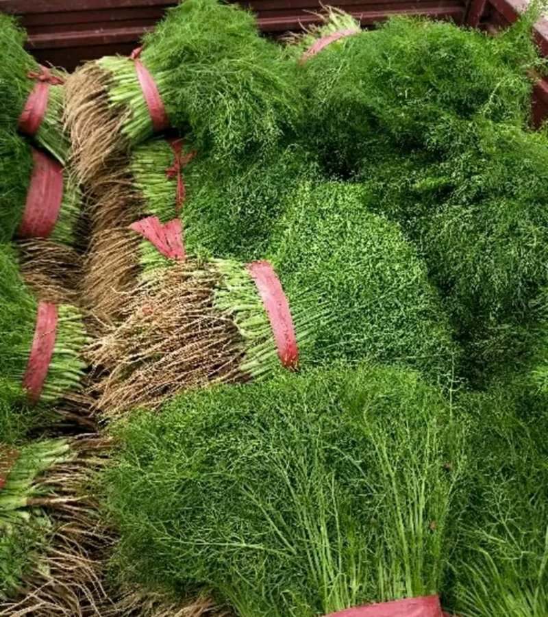 精品茴香苗批发货量巨大日供5万斤