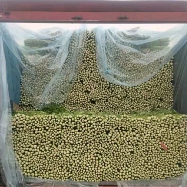 精品芹菜批发芹菜西芹50~60以上货量巨大、日供10万斤